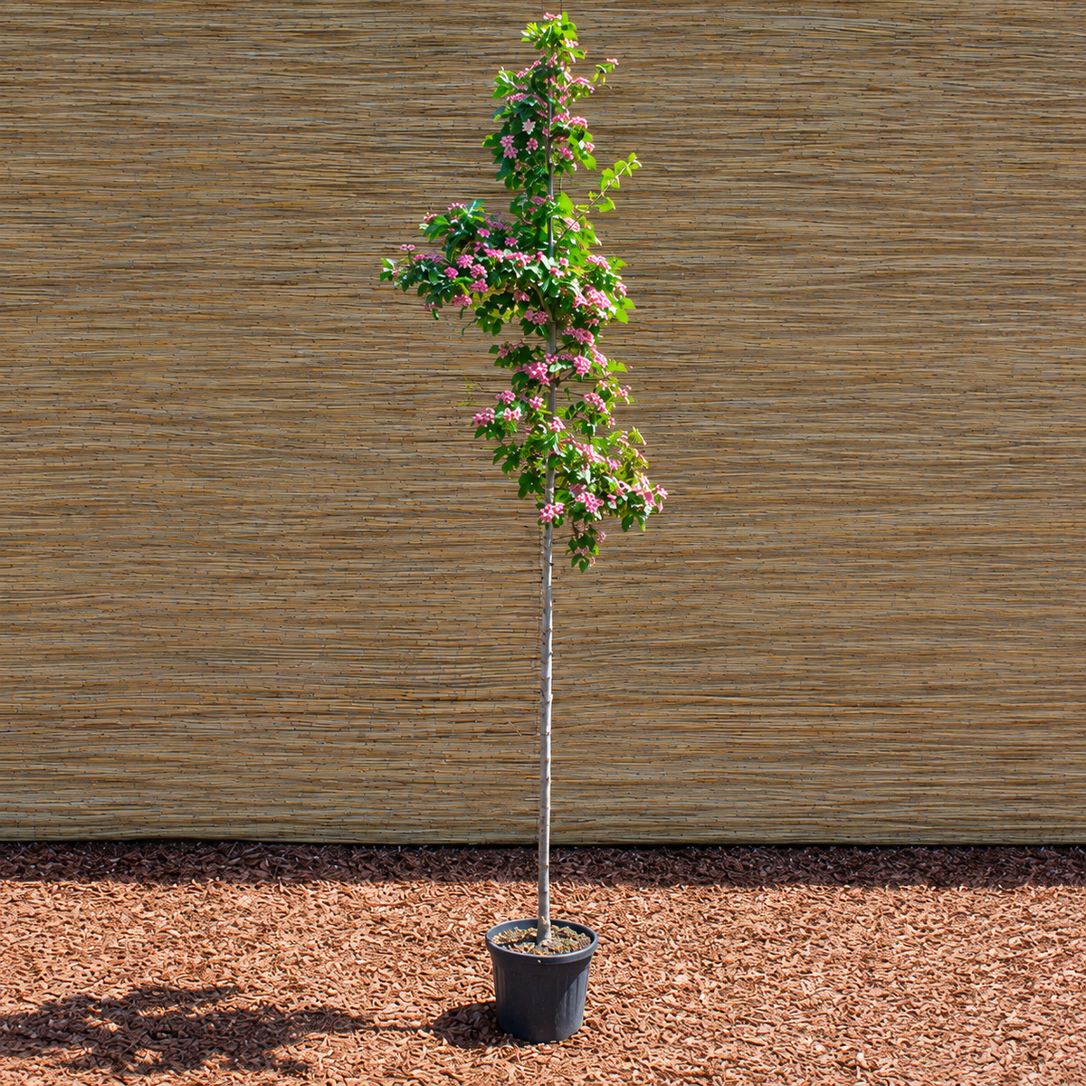 Zier-Weissdorn ‘Toba’ – Crataegus × mordenensis ‘Toba’