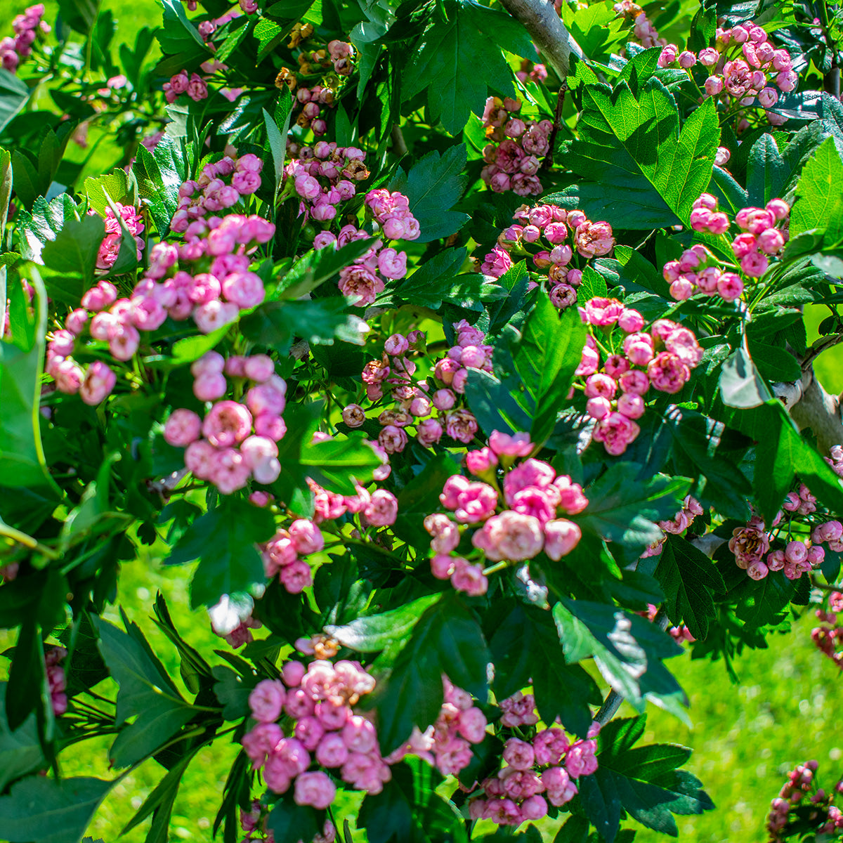 Zier-Weissdorn ‘Toba’ – Crataegus × mordenensis ‘Toba’