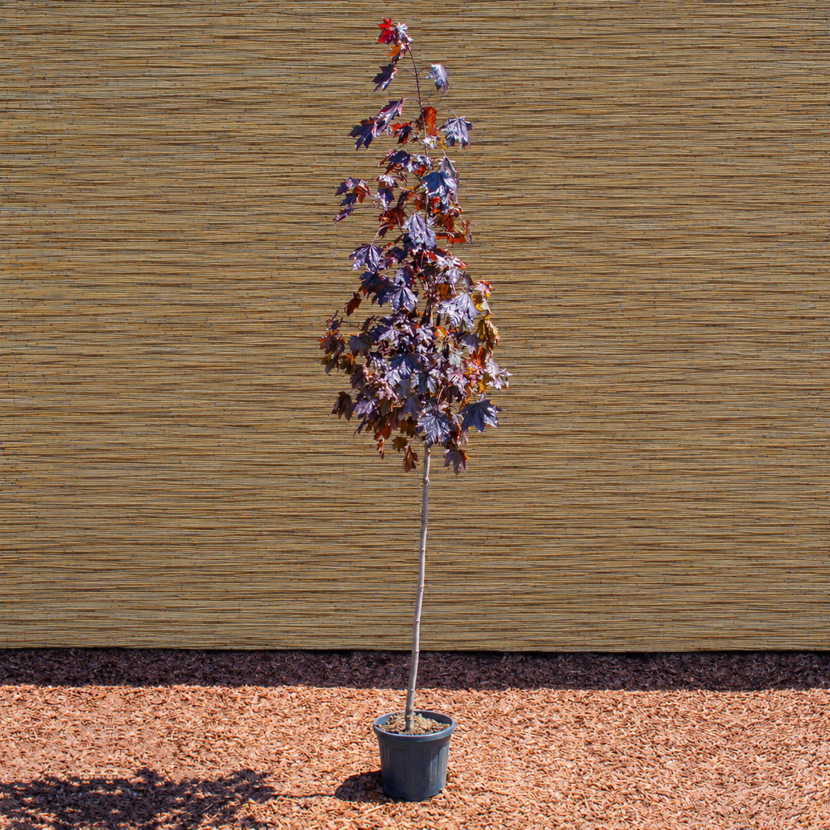 Royal Red Norway Maple – Acer platanoides ‘Royal Red’
