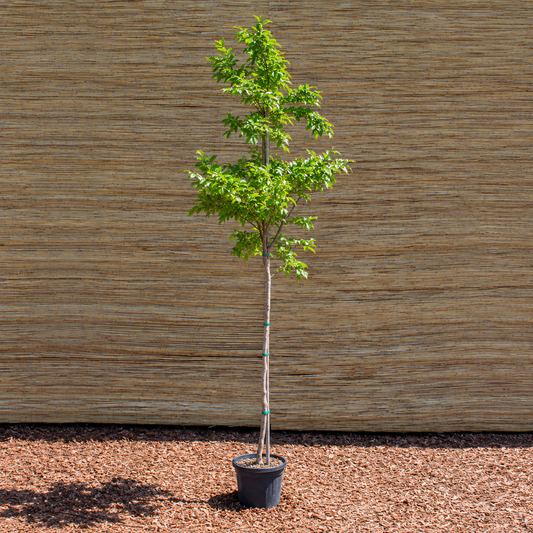 Natchez Crape Myrtle – Lagerstroemia ‘Natchez’ (white)