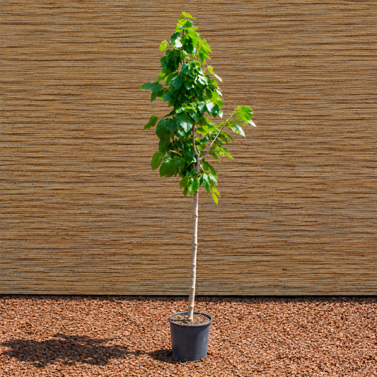Eldorado White Mulberry – Morus alba ‘Eldorado’