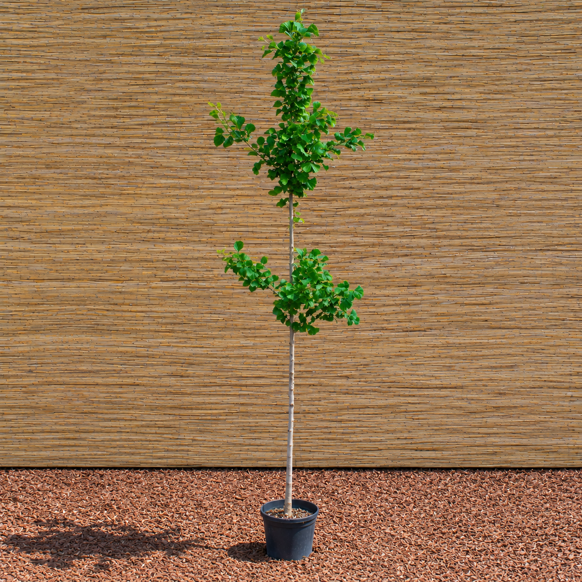 Ginkgo – Ginkgo biloba