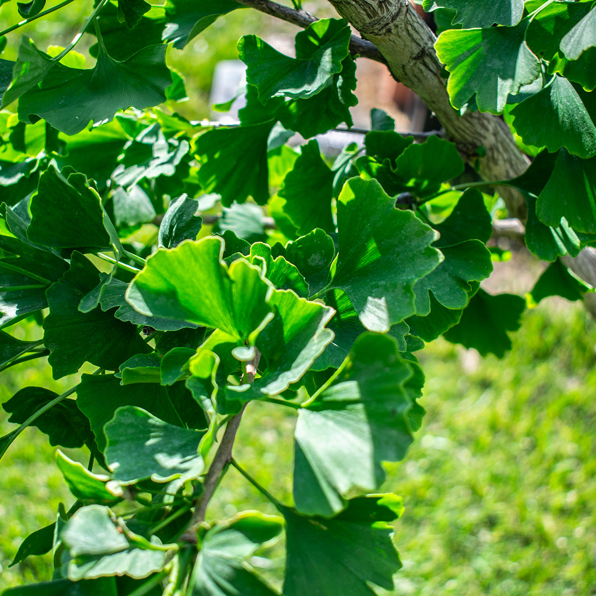 Ginkgo – Ginkgo biloba