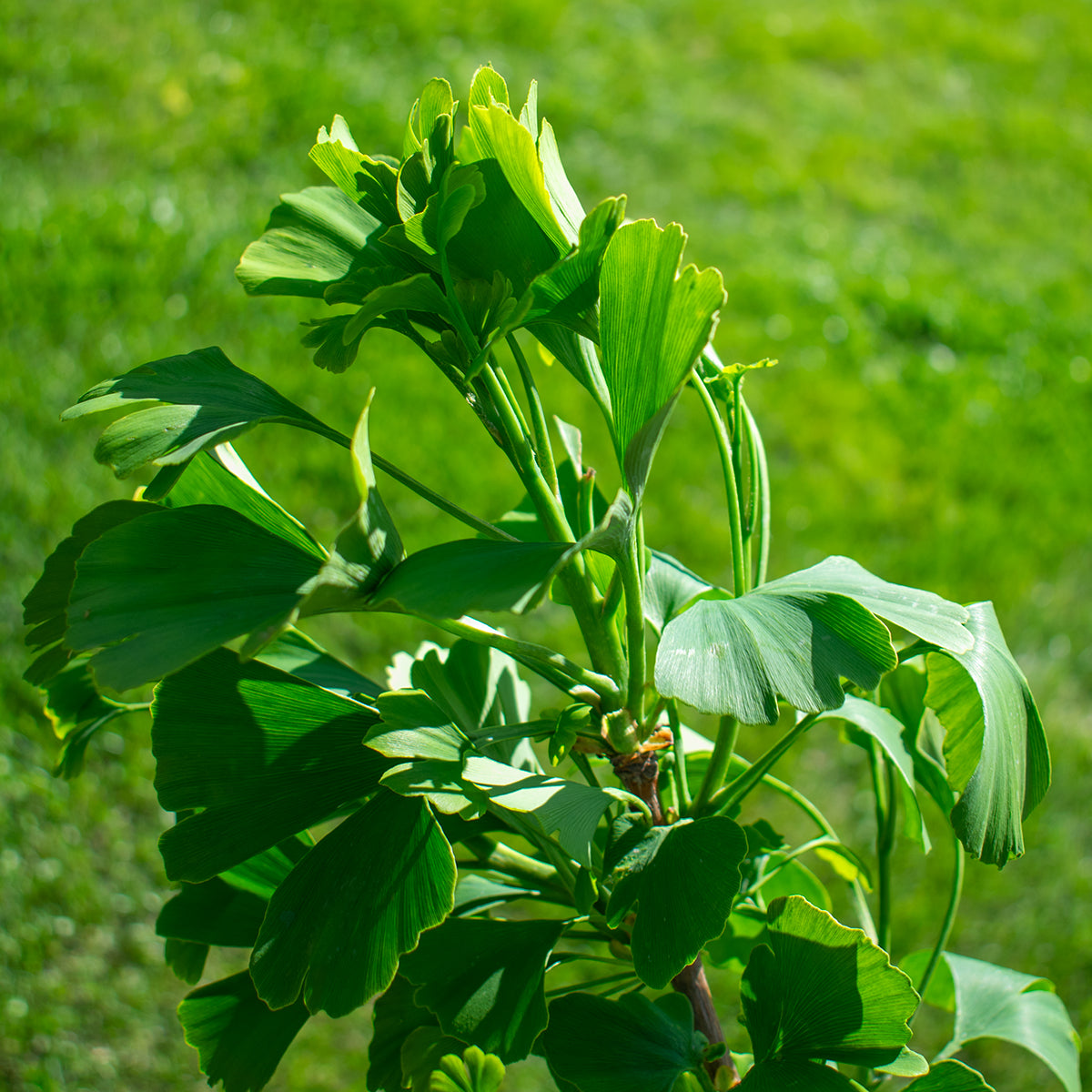 Ginkgo – Ginkgo biloba