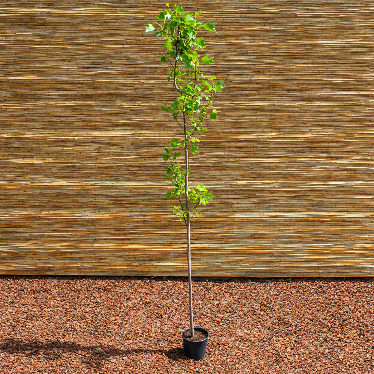 Tulip Tree – Liriodendron tulipifera