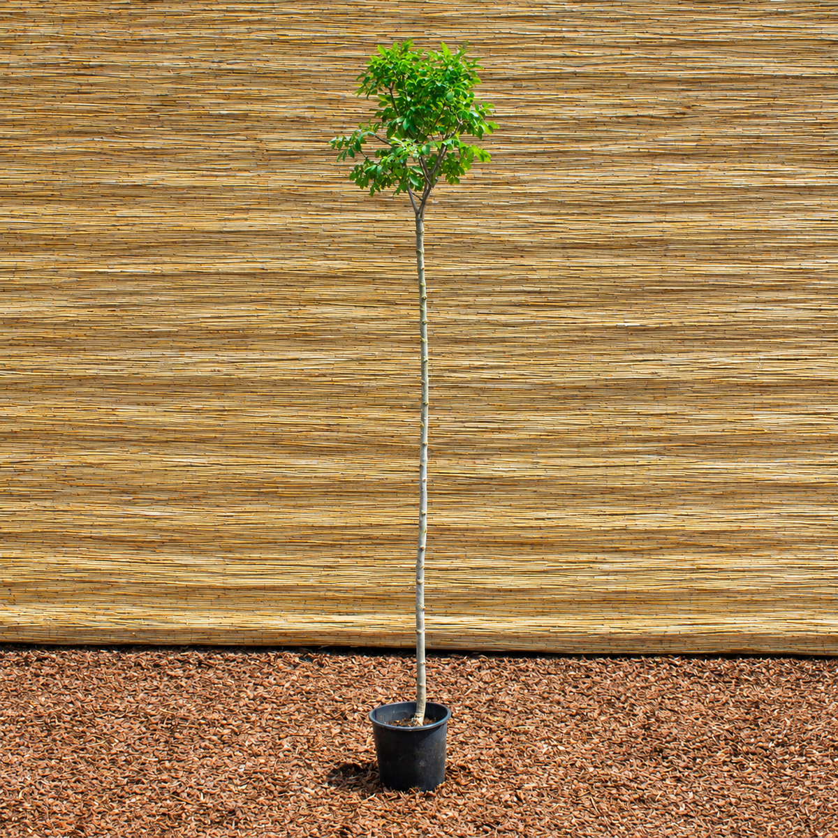 Mecsek Flowering Ash – Fraxinus ornus ‘Mecsek’