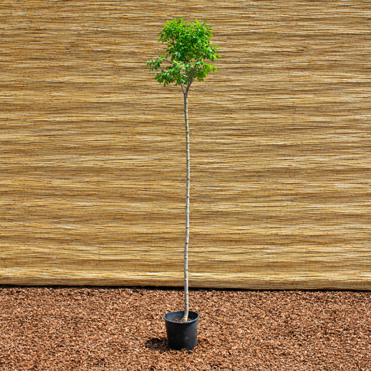 Mecsek Flowering Ash – Fraxinus ornus ‘Mecsek’