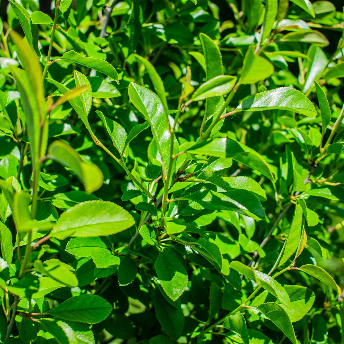 Mecsek Flowering Ash – Fraxinus ornus ‘Mecsek’
