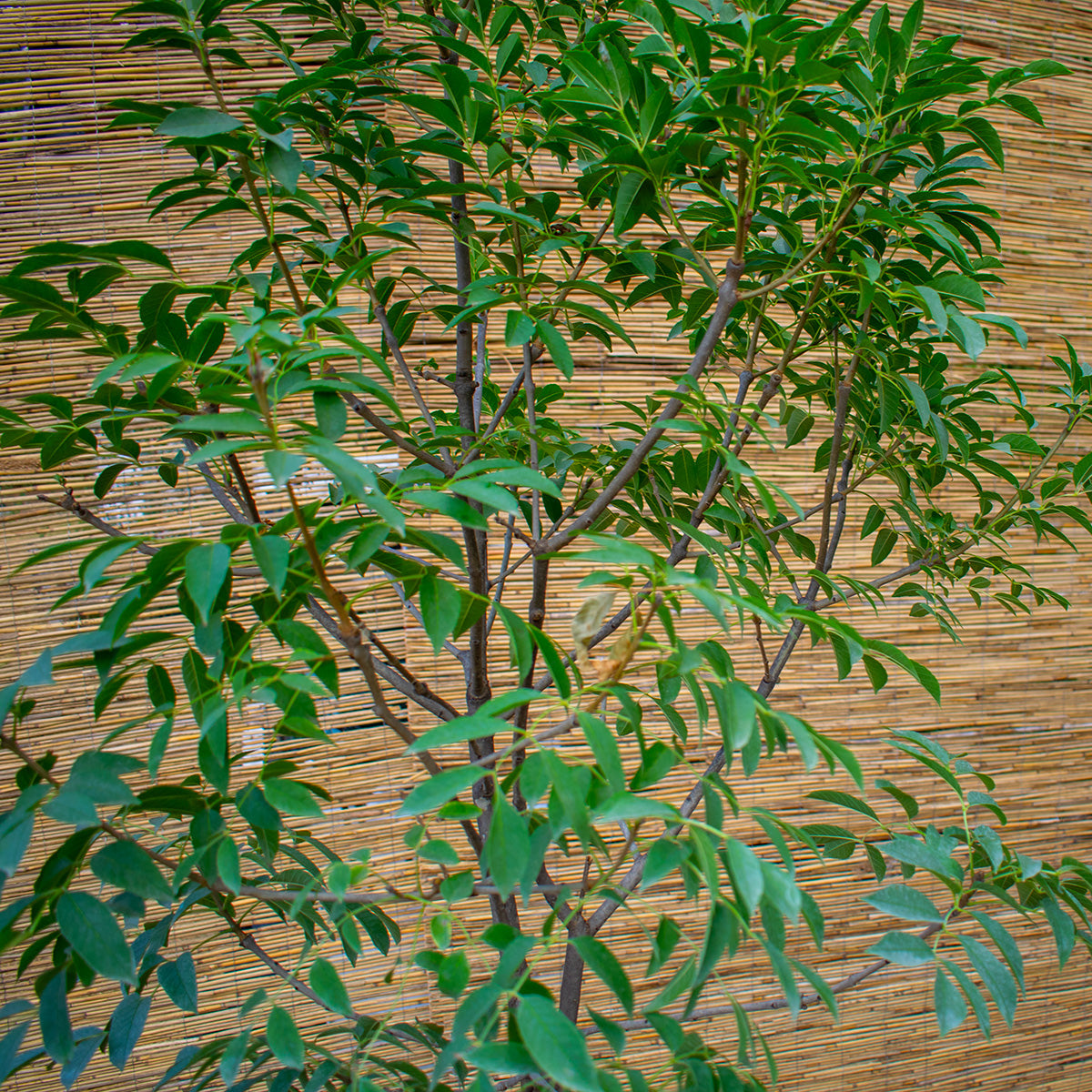 Mecsek Flowering Ash – Fraxinus ornus ‘Mecsek’