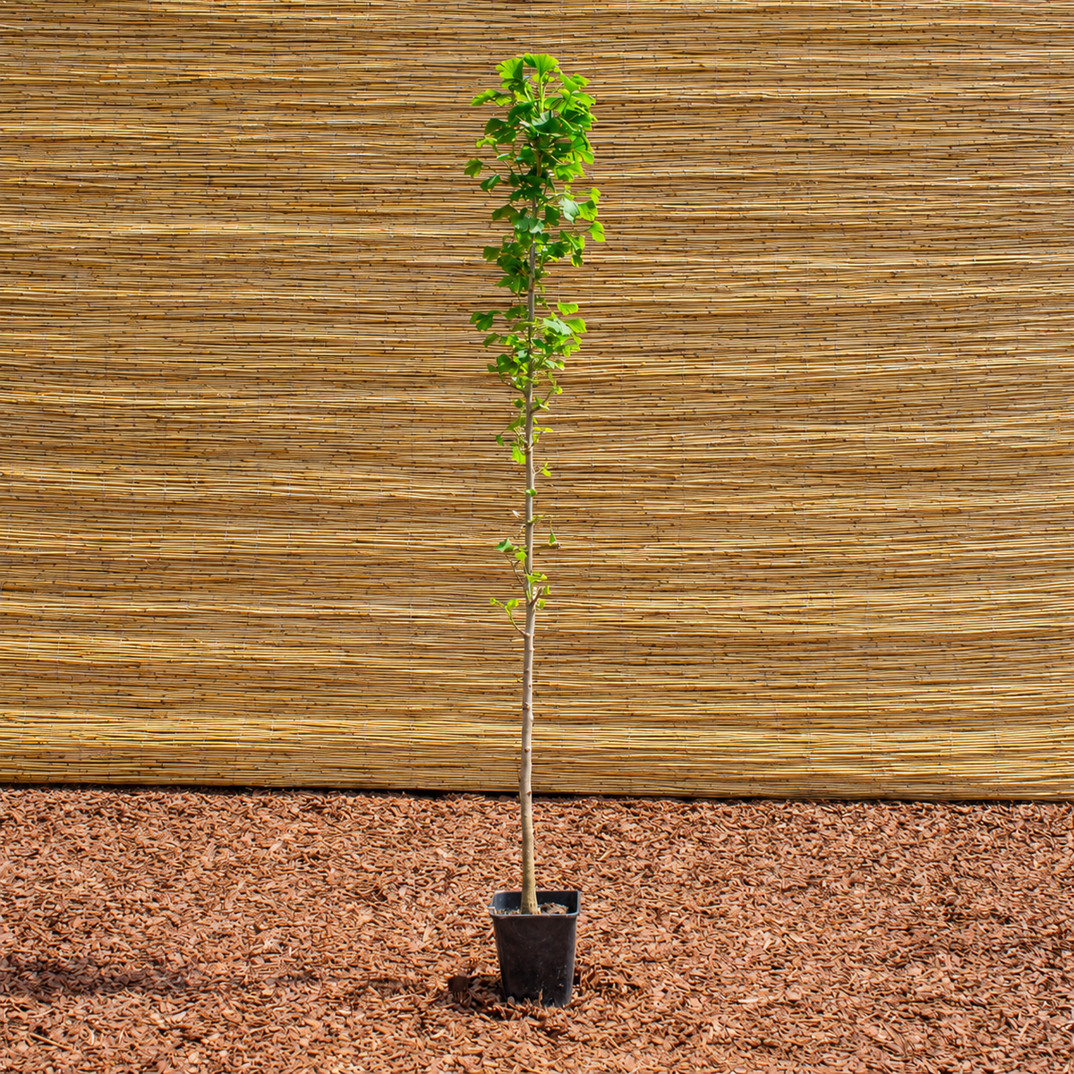 Ginkgo – Ginkgo biloba