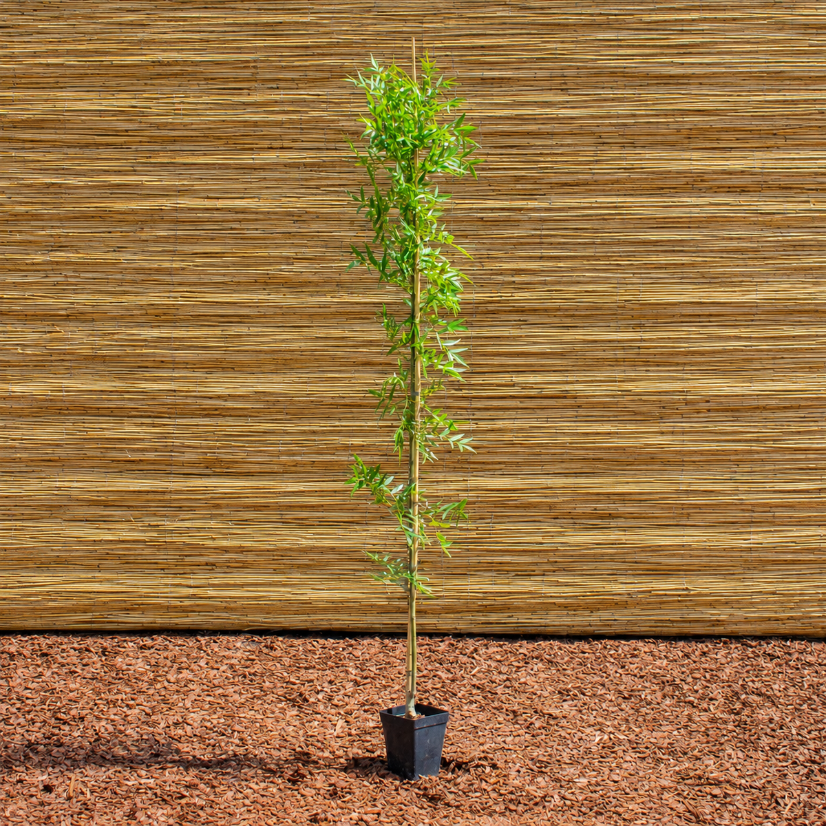 Schmalblättrige Esche ‘Raywood’ – Fraxinus angustifolia ‘Raywood’