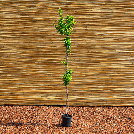 Sargent Crabapple – Malus sargentii