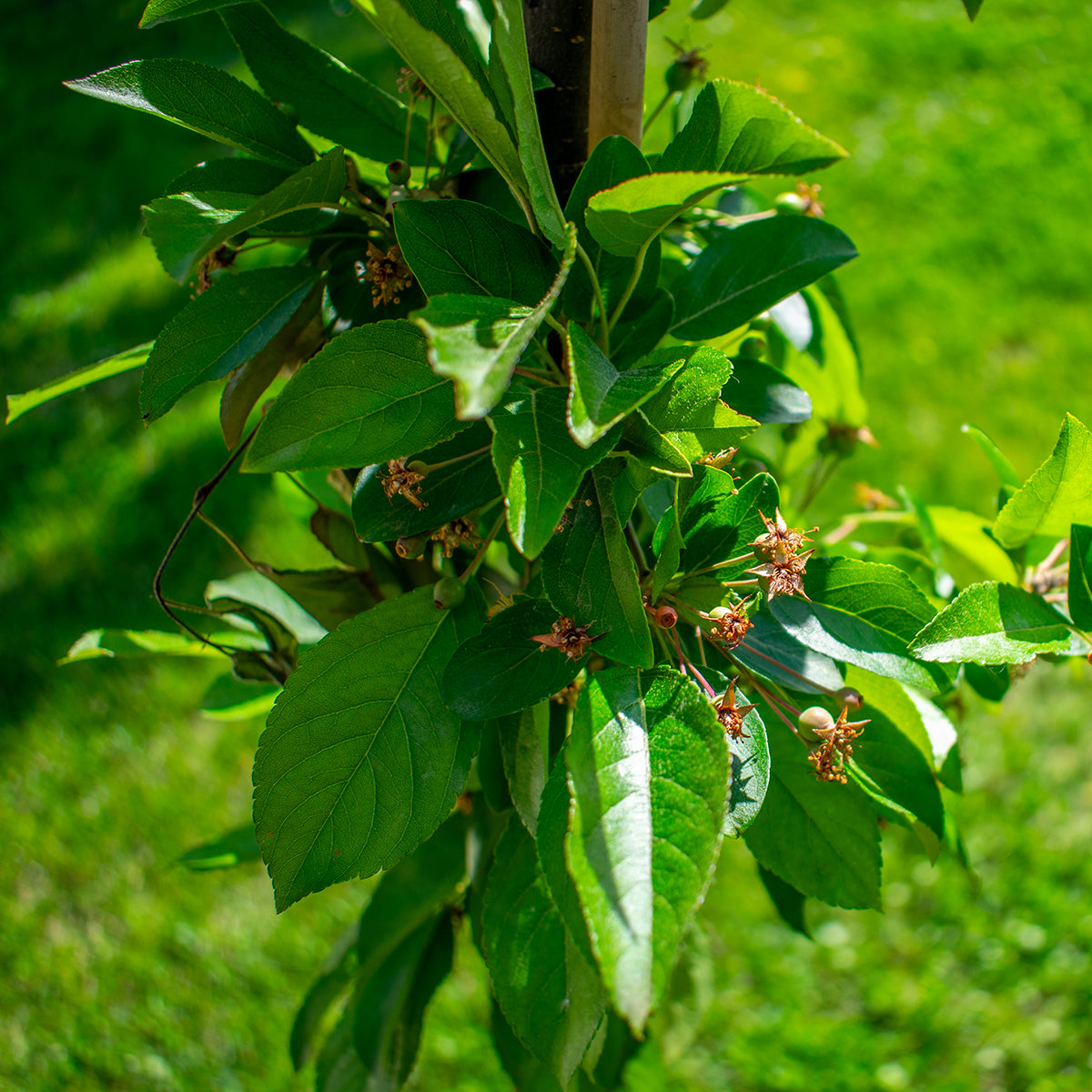 Sargent-díszalma – Malus sargentii
