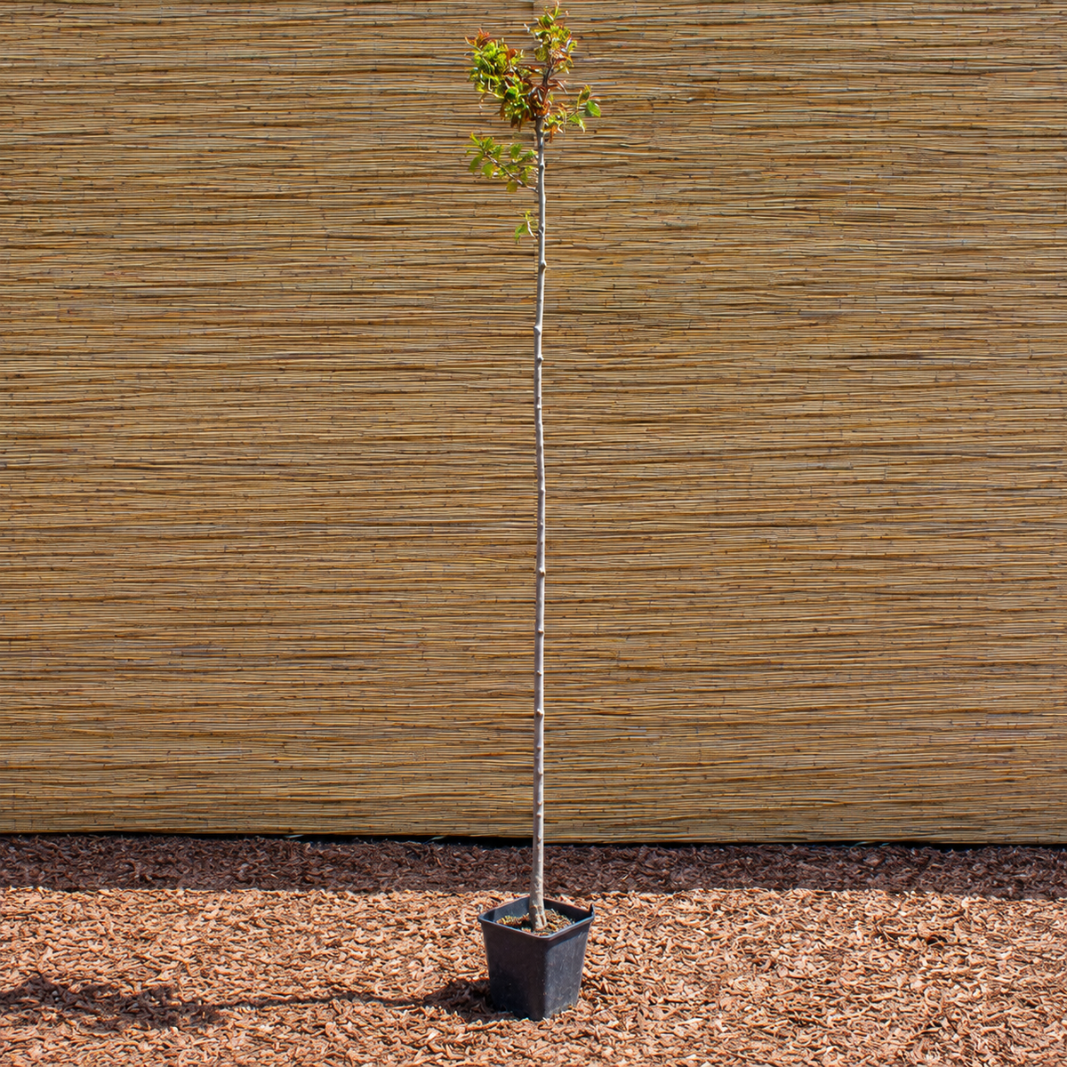 Hessei Purple-leaf Plum – Prunus cerasifera ‘Hessei’