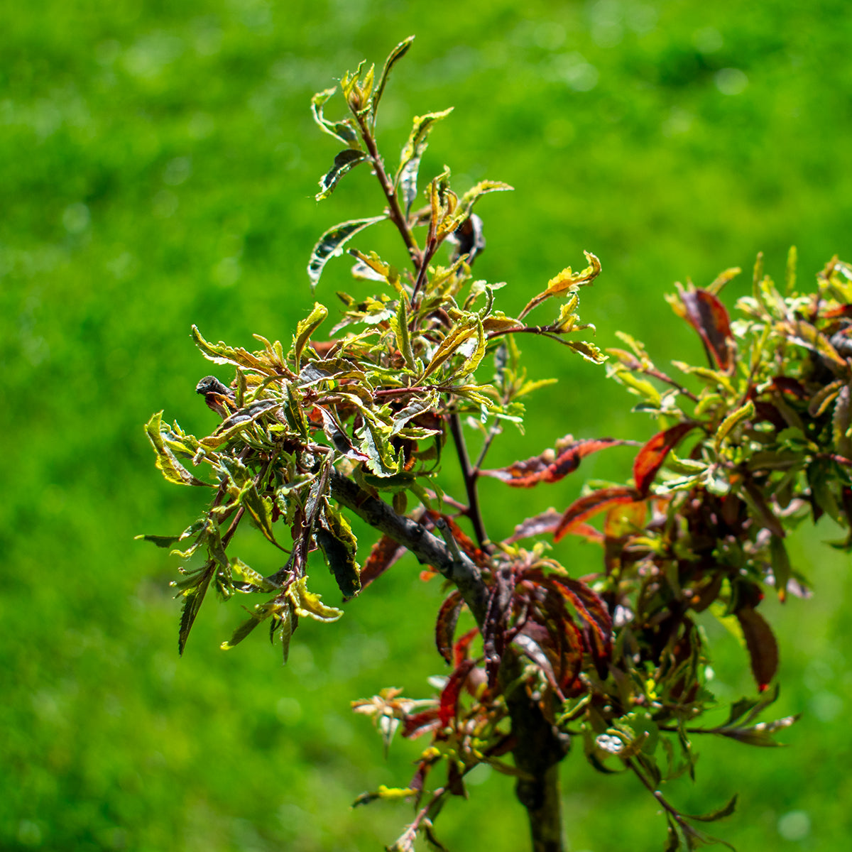 Hessei Purple-leaf Plum – Prunus cerasifera ‘Hessei’