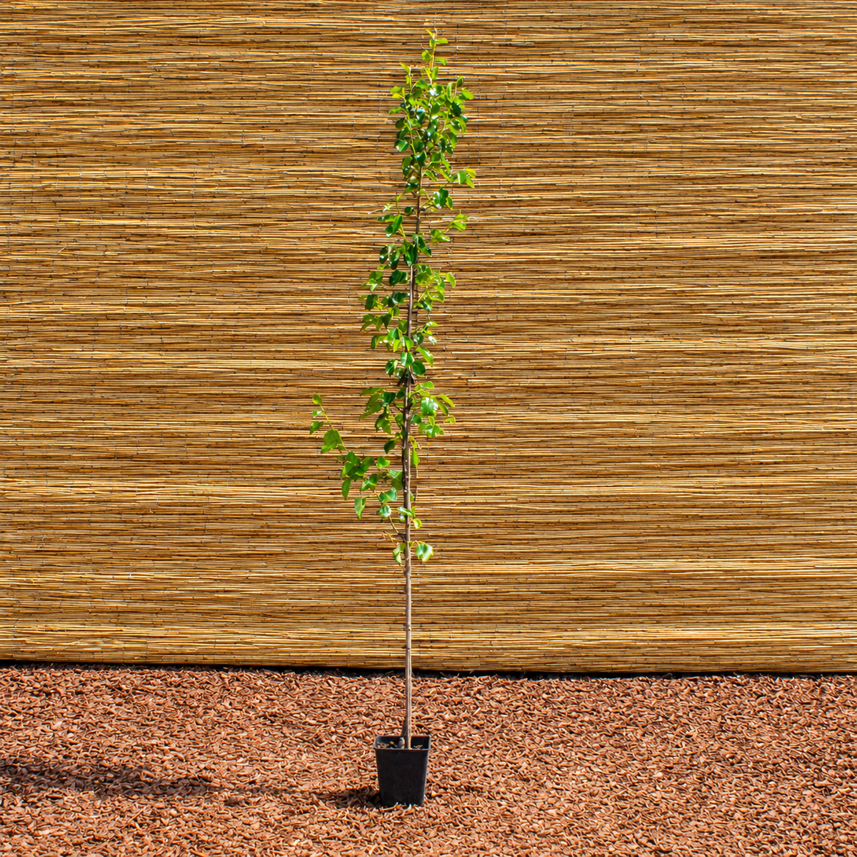 Chanticleer Callery Pear – Pyrus calleryana ‘Chanticleer’