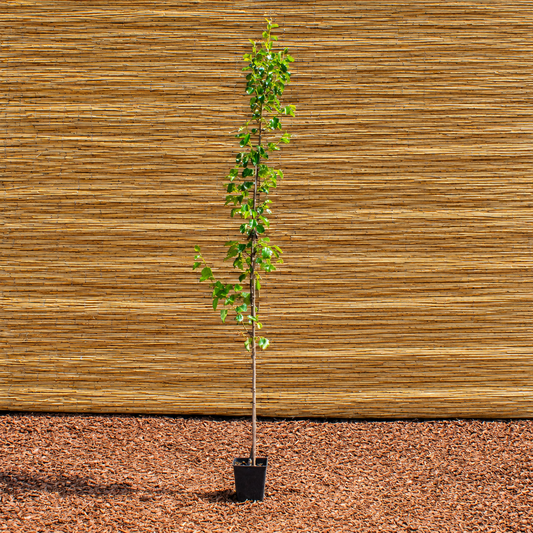 Chanticleer Callery Pear – Pyrus calleryana ‘Chanticleer’