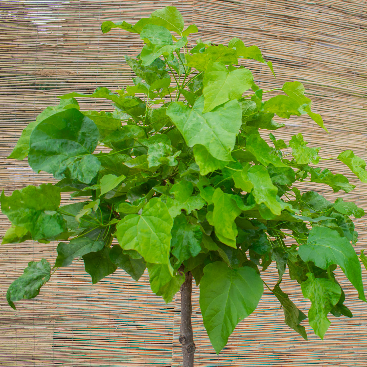 Kugel-Trompetenbaum ‘Nana’ – Catalpa bignonioides ‘Nana’