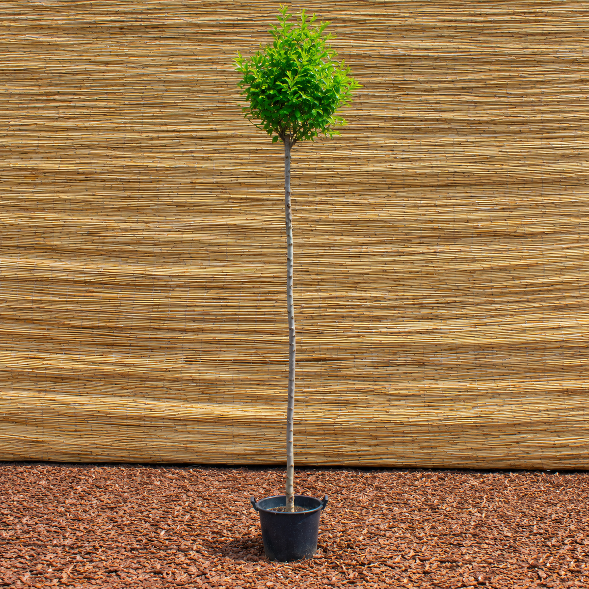 Globosa Dwarf Steppe Cherry – Prunus fruticosa ‘Globosa’