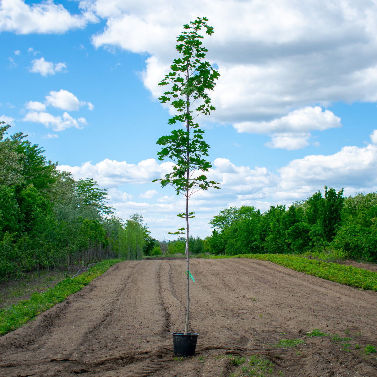 Norway Maple – Acer platanoides