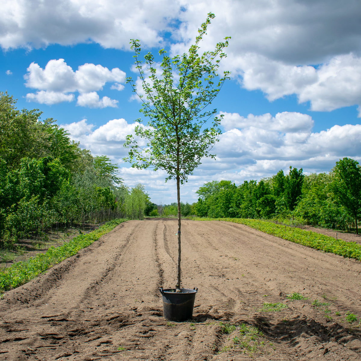 Elsrijk Field Maple – Acer campestre ‘Elsrijk’
