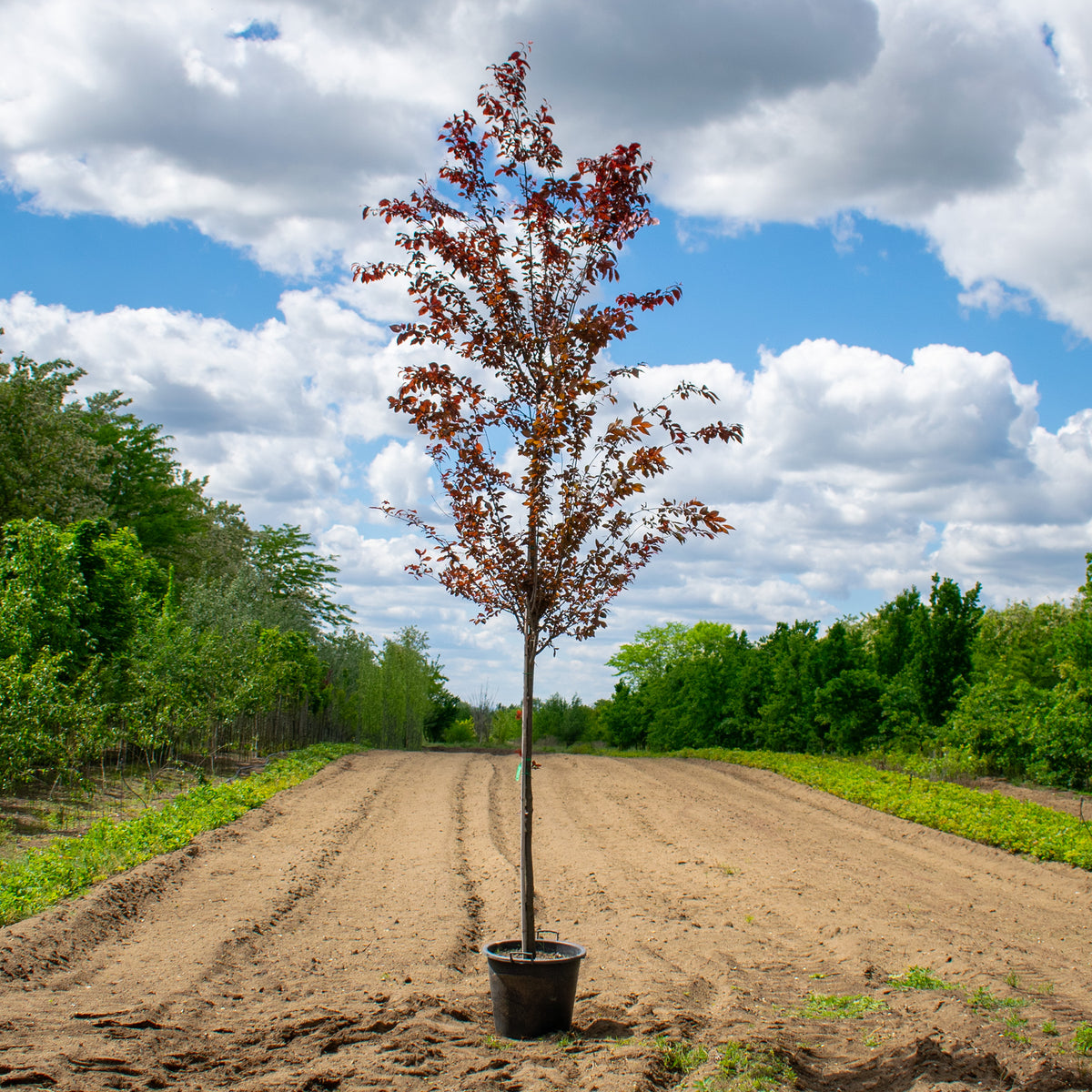 Nigra Purple-leaf Plum – Prunus cerasifera ‘Nigra’