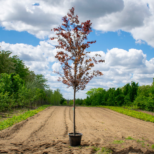 Nigra Purple-leaf Plum – Prunus cerasifera ‘Nigra’