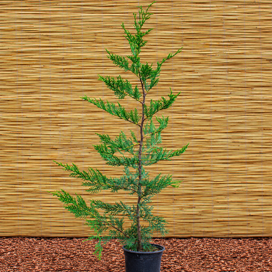 Leyland Cypress – × Cuprocyparis leylandii