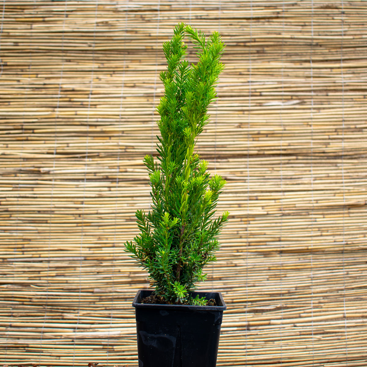 Hybrid-Eibe ‘Hicksii’ – Taxus × media ‘Hicksii’