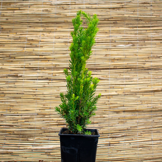 Hillii Hybrid Yew – Taxus × media ‘Hillii’