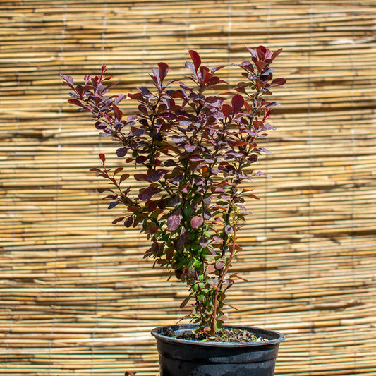 Purple Japanese Barberry – Berberis thunbergii ‘Atropurpurea’