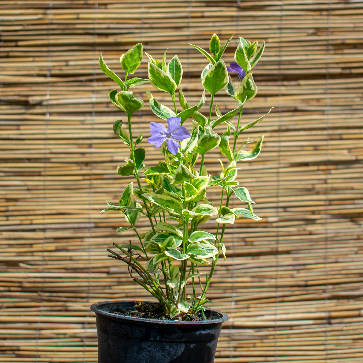 Tarkalevelű kis meténg – Vinca minor ‘Variegata’