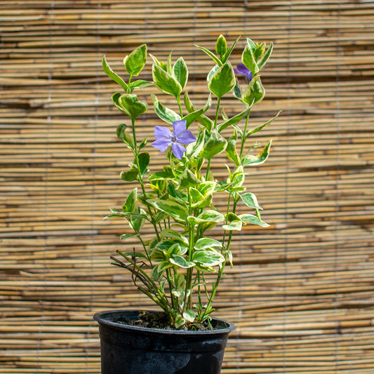 Variegated Common Periwinkle – Vinca minor ‘Variegata’
