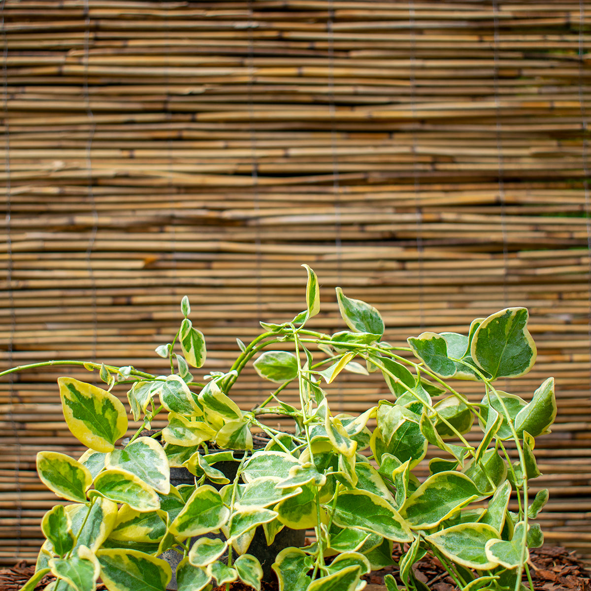 Tarkalevelű kis meténg – Vinca minor ‘Variegata’