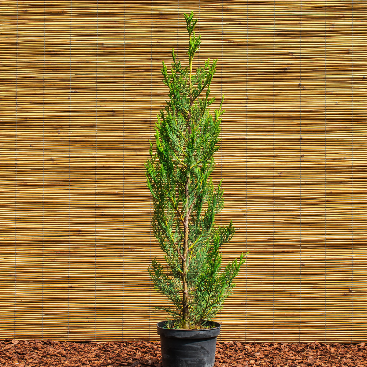 Säulen-Leyland-Zypresse ‘Fastigiata’ – × Cuprocyparis leylandii ‘Fastigiata’