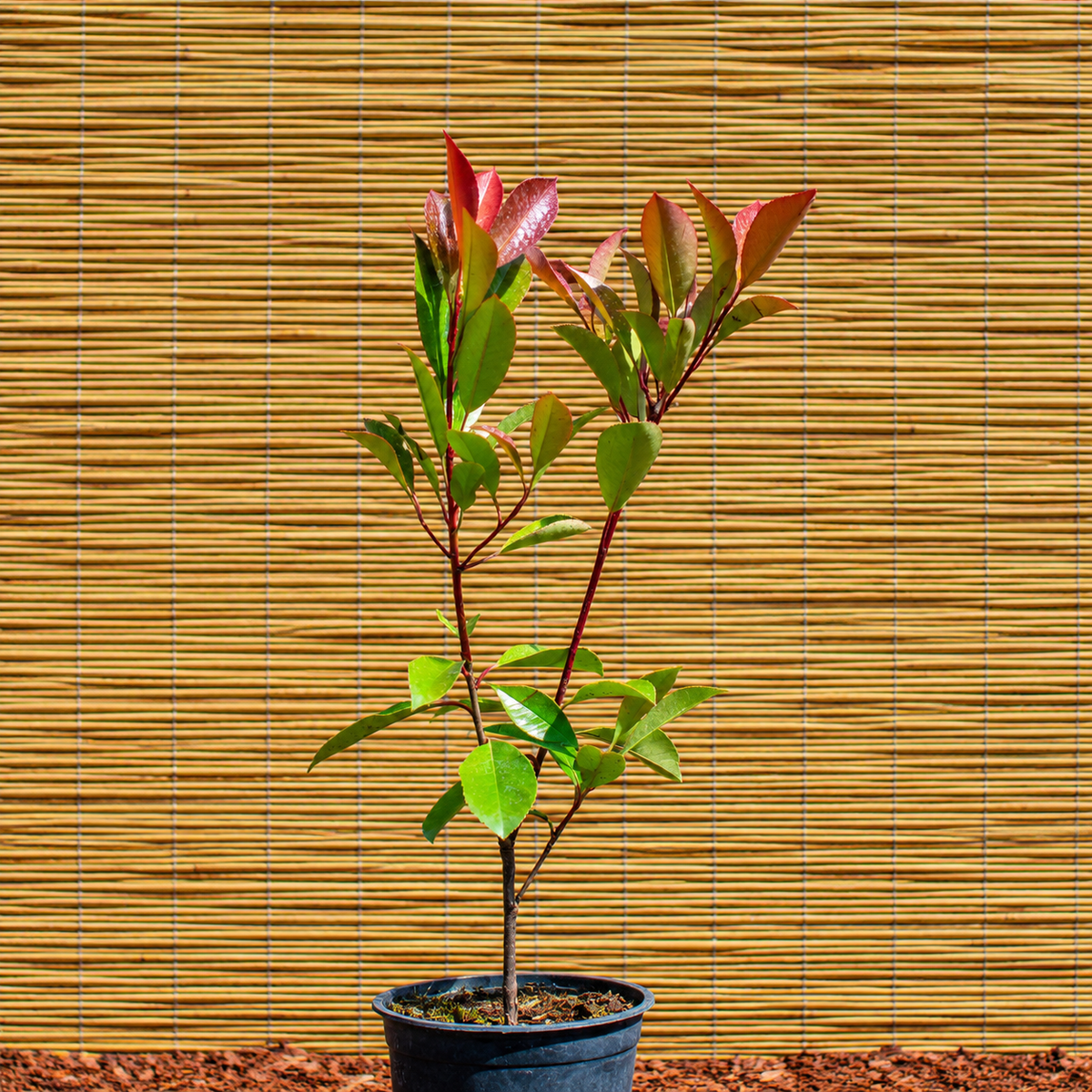 Red Robin Photinia – Photinia × fraseri ‘Red Robin’