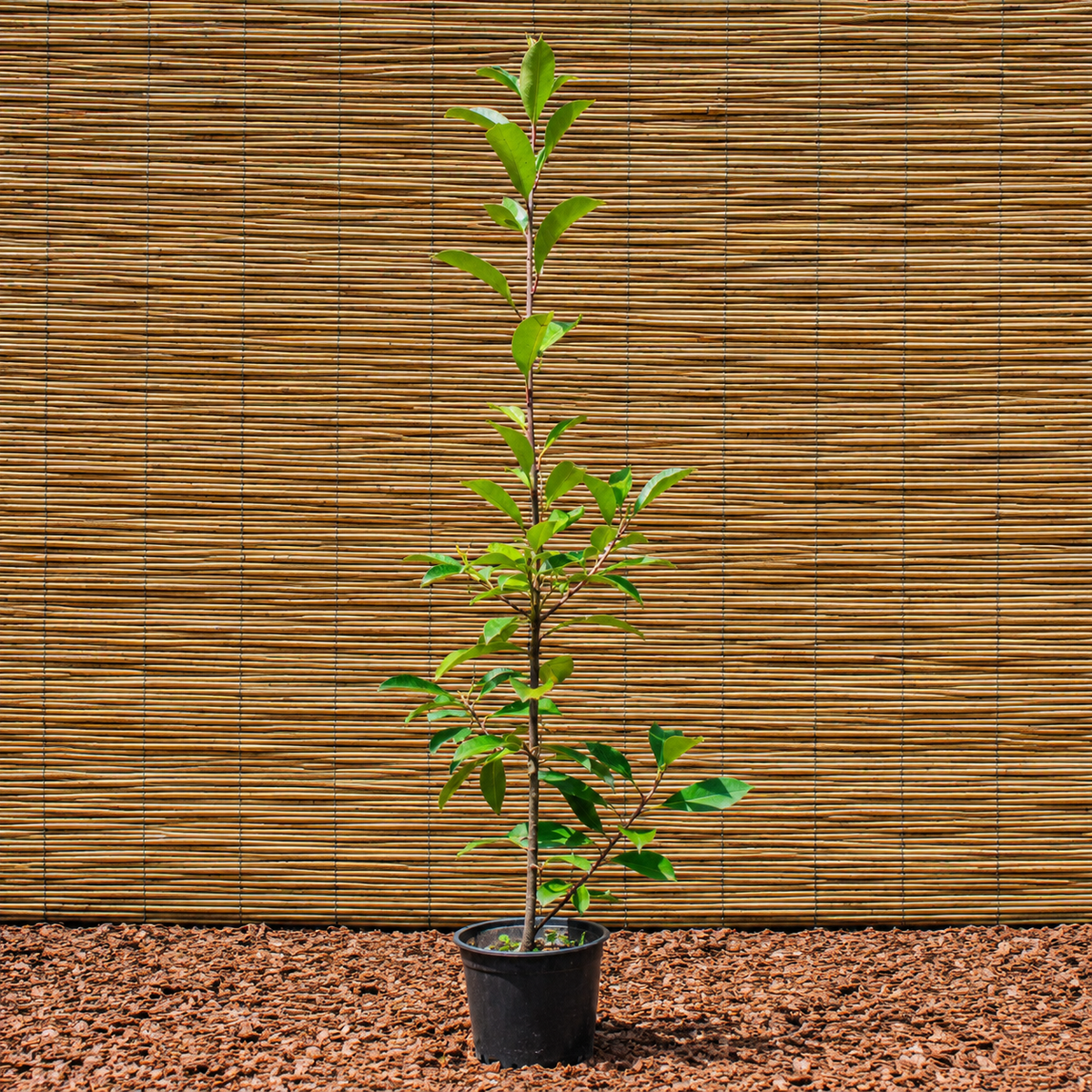 Red Robin Photinia – Photinia × fraseri ‘Red Robin’