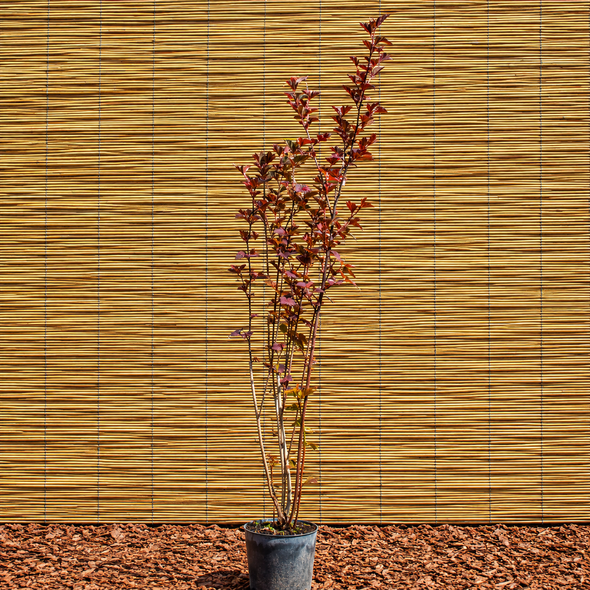 André Ninebark – Physocarpus opulifolius ‘André’