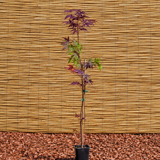 Purple-leaf Japanese Maple – Acer palmatum ‘Atropurpureum’