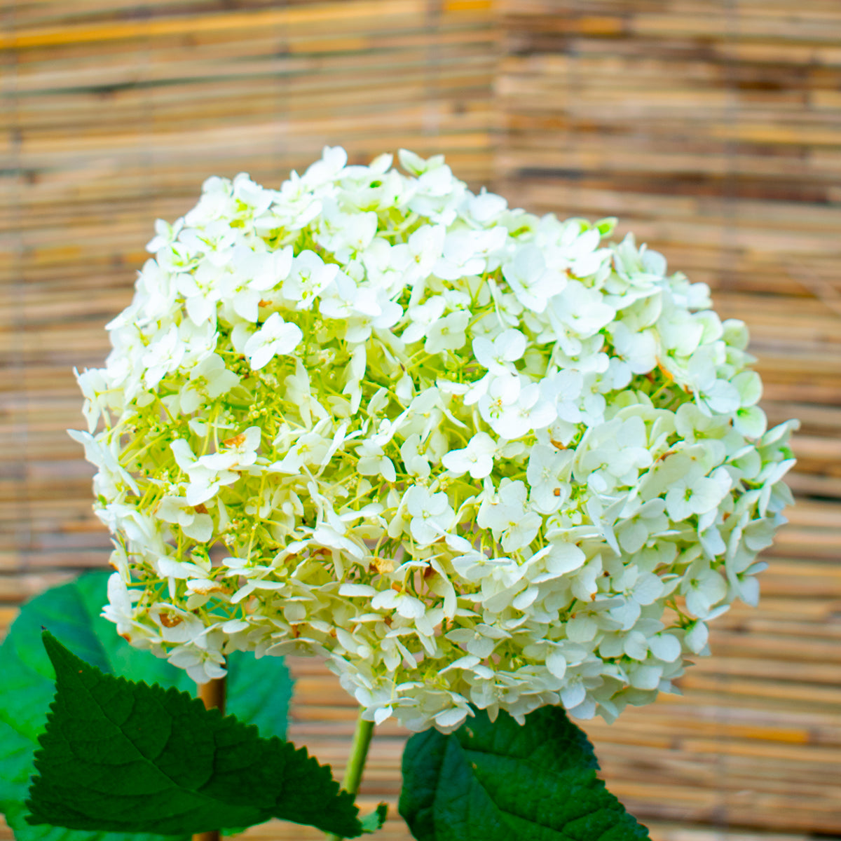 Annabelle Smooth Hydrangea – Hydrangea arborescens ‘Annabelle’