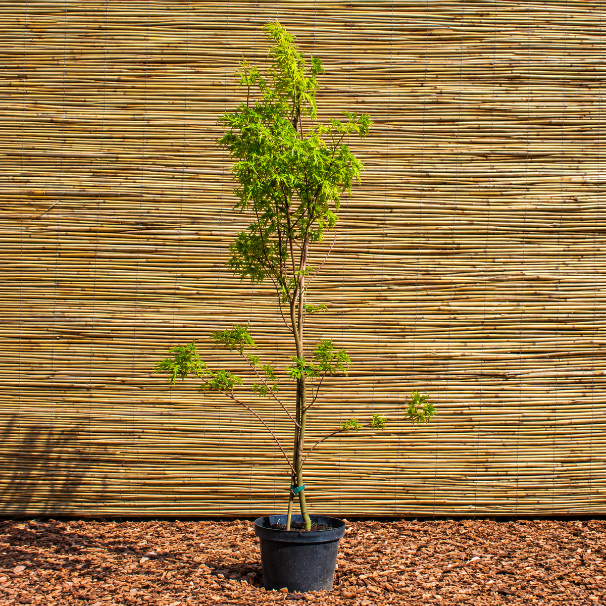 Fächerahorn ‘Seiryou’ – Acer palmatum ‘Seiryou’