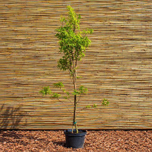 Seiryu Japanese Maple – Acer palmatum ‘Seiryu’