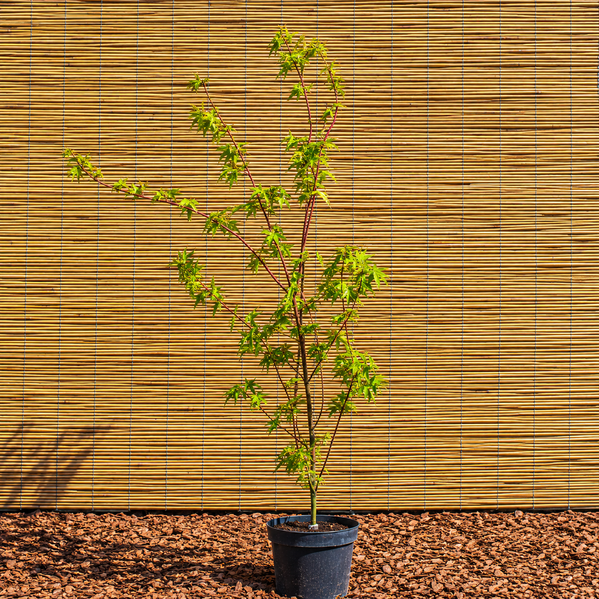 Fächerahorn ‘Sangokaku’ – Acer palmatum ‘Sangokaku’