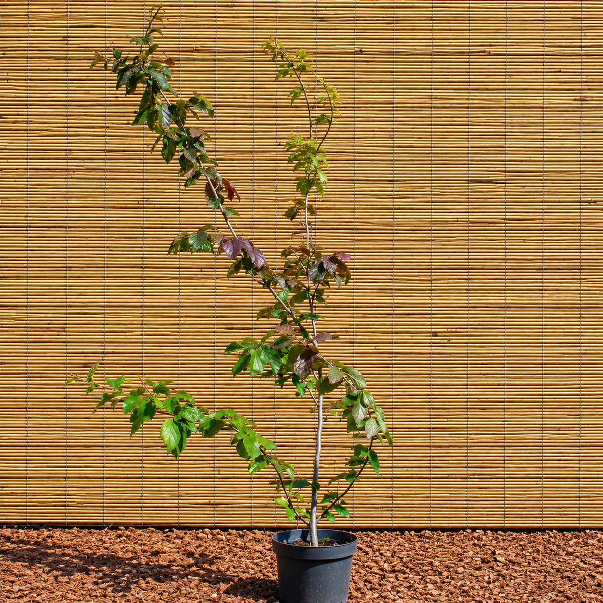 Vanessa Persian Ironwood – Parrotia persica ‘Vanessa’