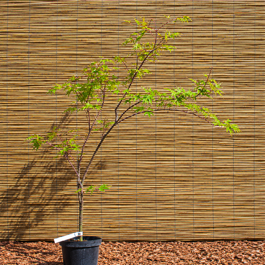Arakawa Japanese Maple – Acer palmatum ‘Arakawa’
