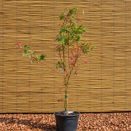 Butterfly Japanese Maple – Acer palmatum ‘Butterfly’