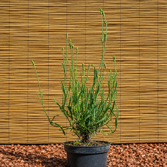 Grosso Lavandin – Lavandula × intermedia ‘Grosso’