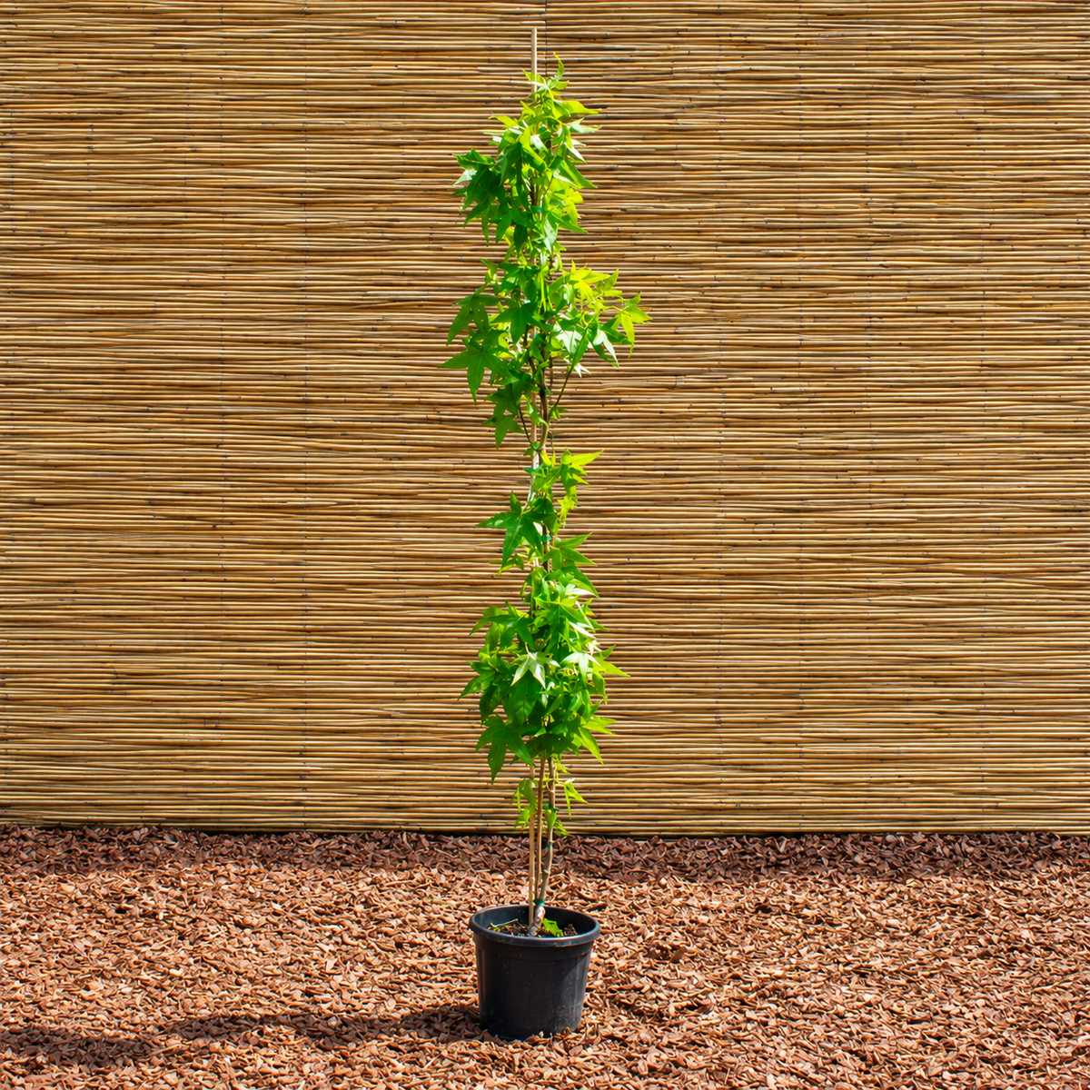 Slender Silhouette Sweetgum – Liquidambar styraciflua ‘Slender Silhouette’