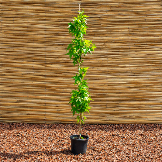 Slender Silhouette Sweetgum – Liquidambar styraciflua ‘Slender Silhouette’
