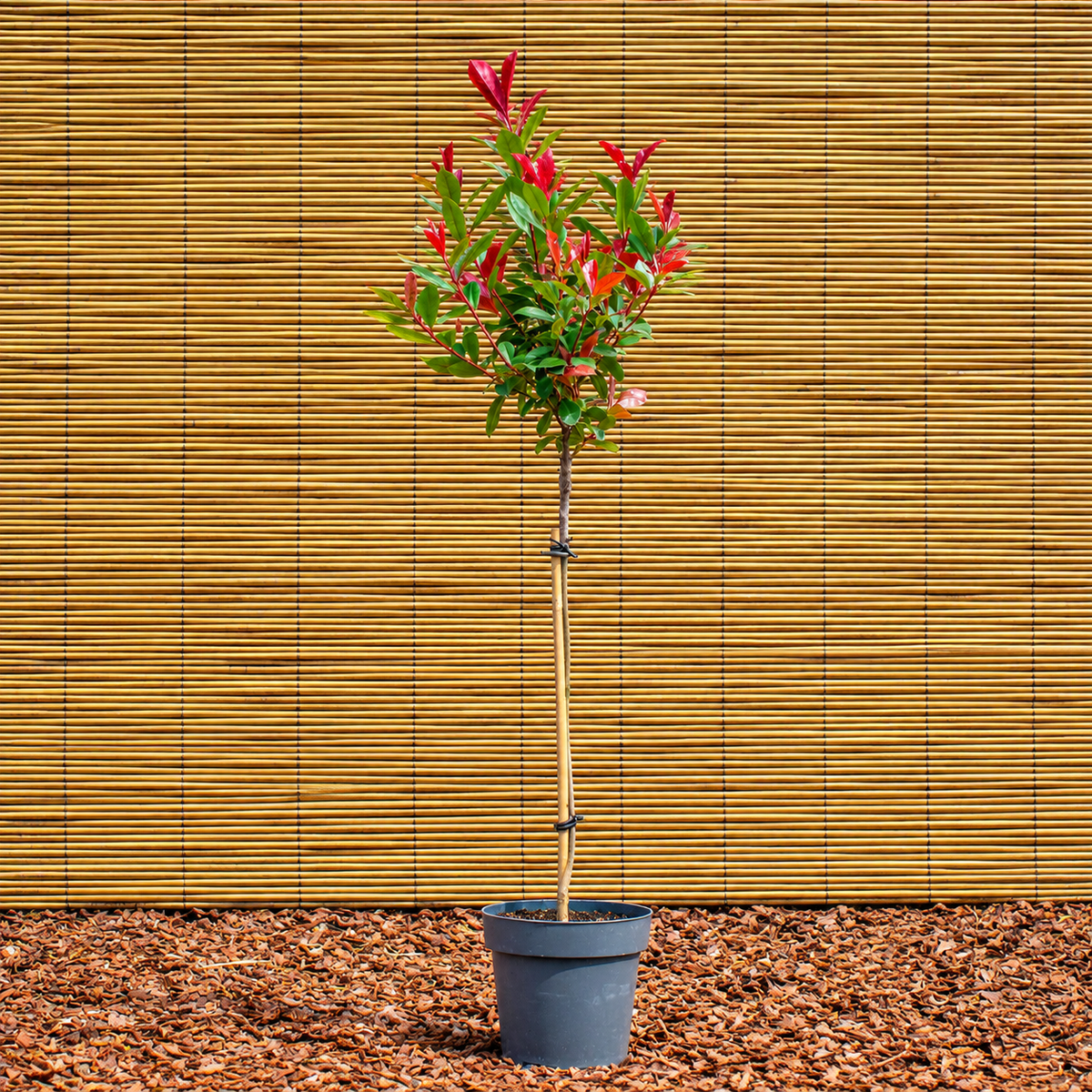 Glanzmispel ‘Carré Rouge’ – Photinia fraseri ‘Carré Rouge’